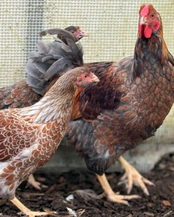 red laced wyandottes