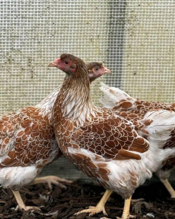 red laced wyandottes