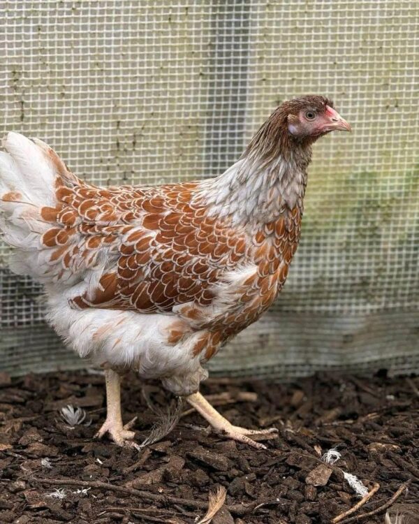 red laced wyandottes