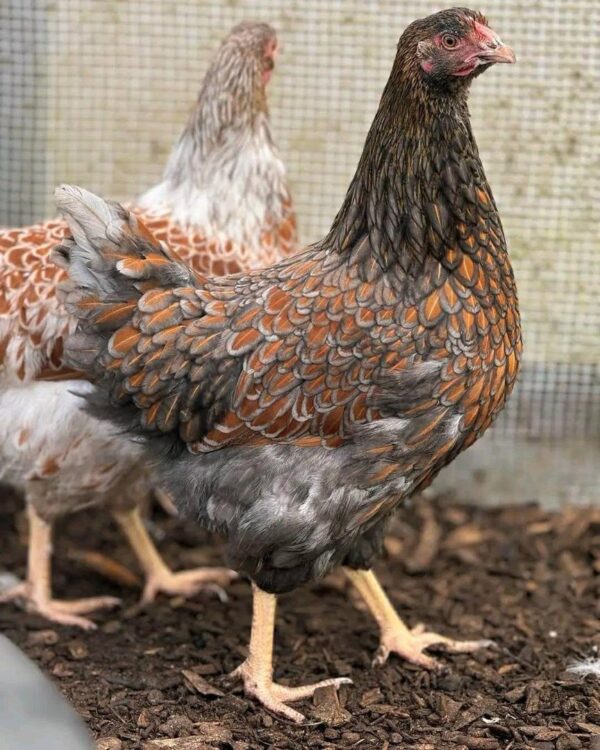 red laced wyandottes
