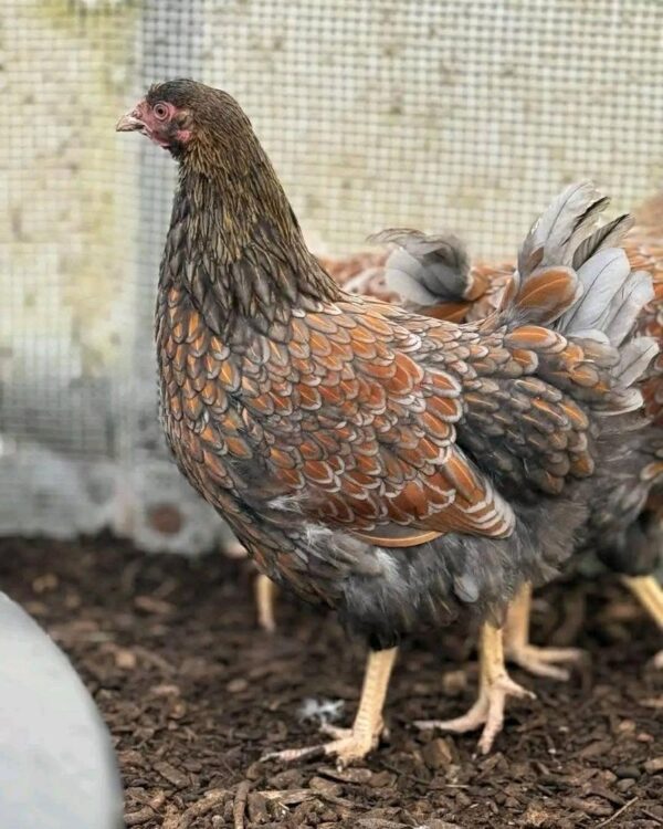 red laced wyandottes