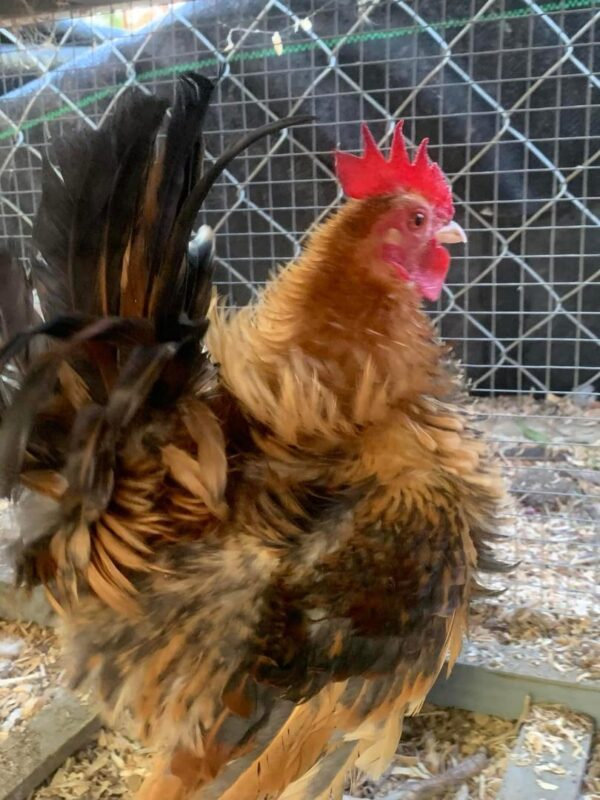 serama chickens