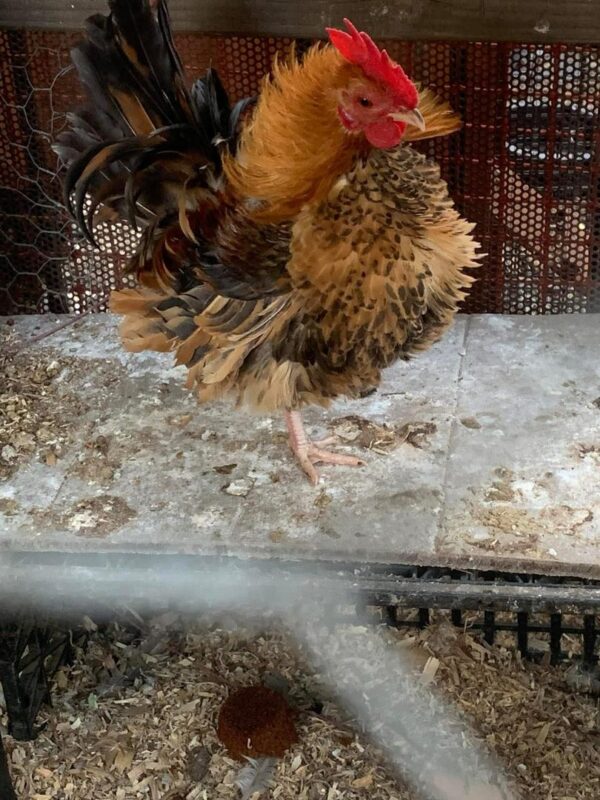 serama chickens