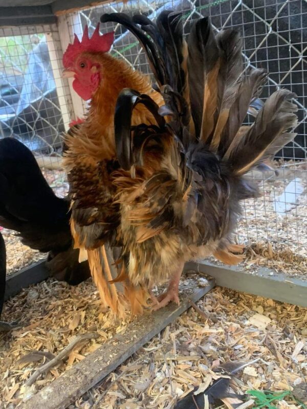 serama chickens