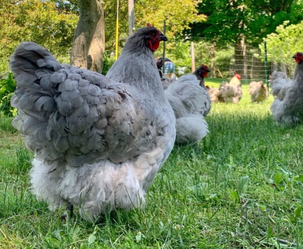 Lavender Orpingtons