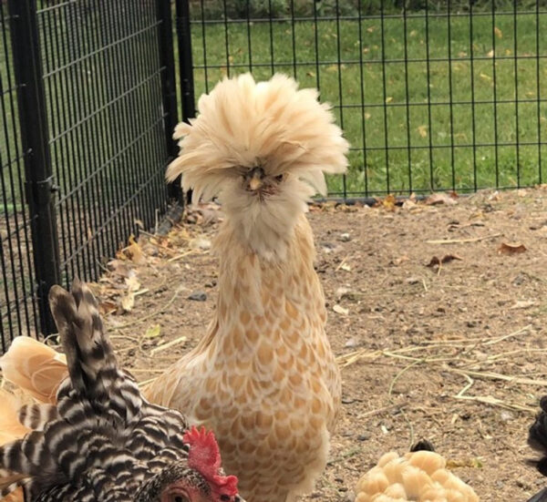 Polish chicken