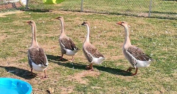 Geese chickens