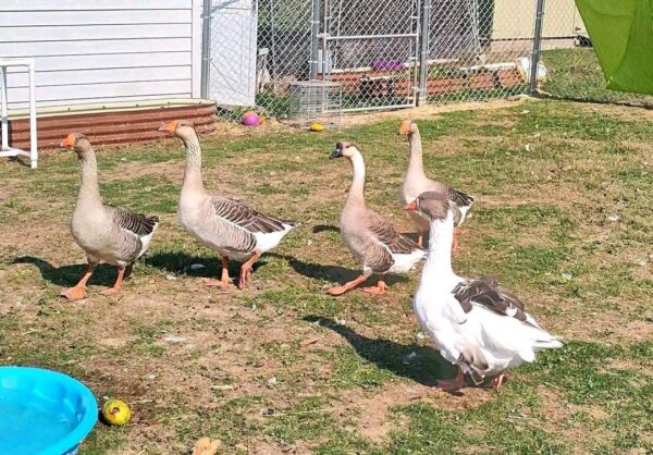 Geese chickens
