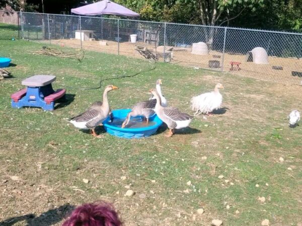 Geese chickens