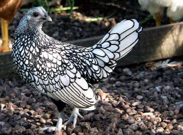 silver laced seabright